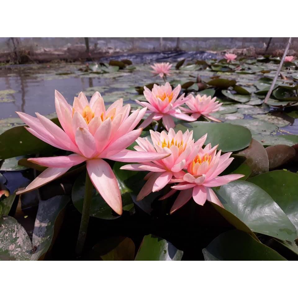 Cây hoa súng thái lan màu cam