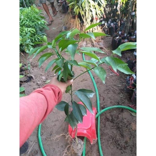 CÂY GIỐNG CAM ĐƯỜNG CANH , cây đẹp, nhắn tin cho shop để được tư vấn chi tiết