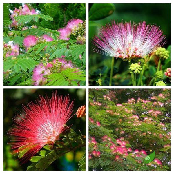 Cây me tây - cây giống