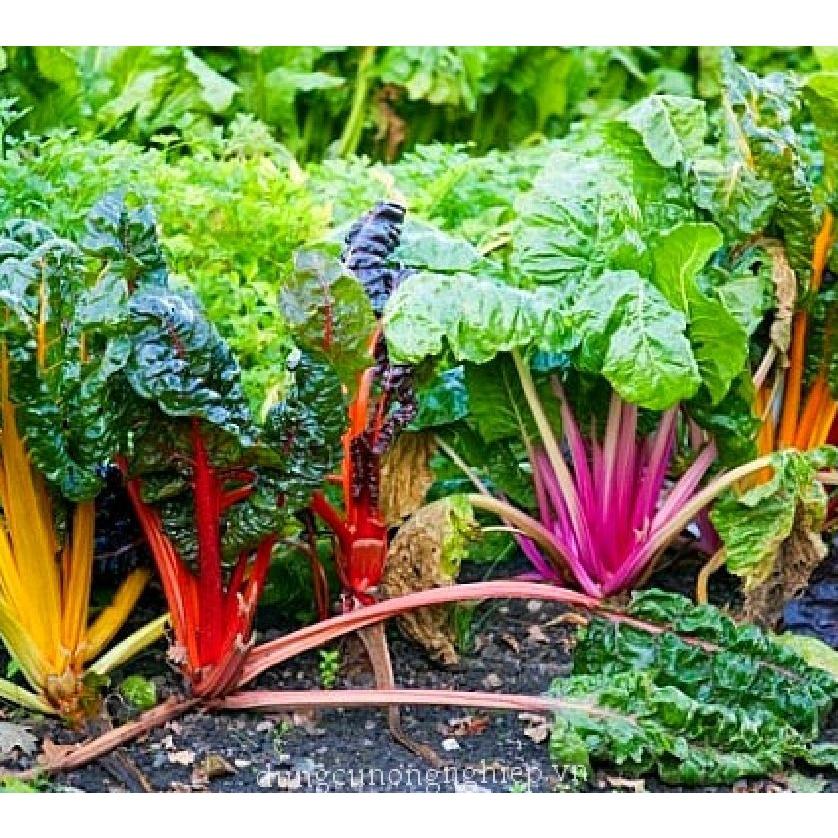 Combo 3 gói Hạt giống Cải Cầu Vồng-gói 2 gram/tặng kèm gói phân bón lót