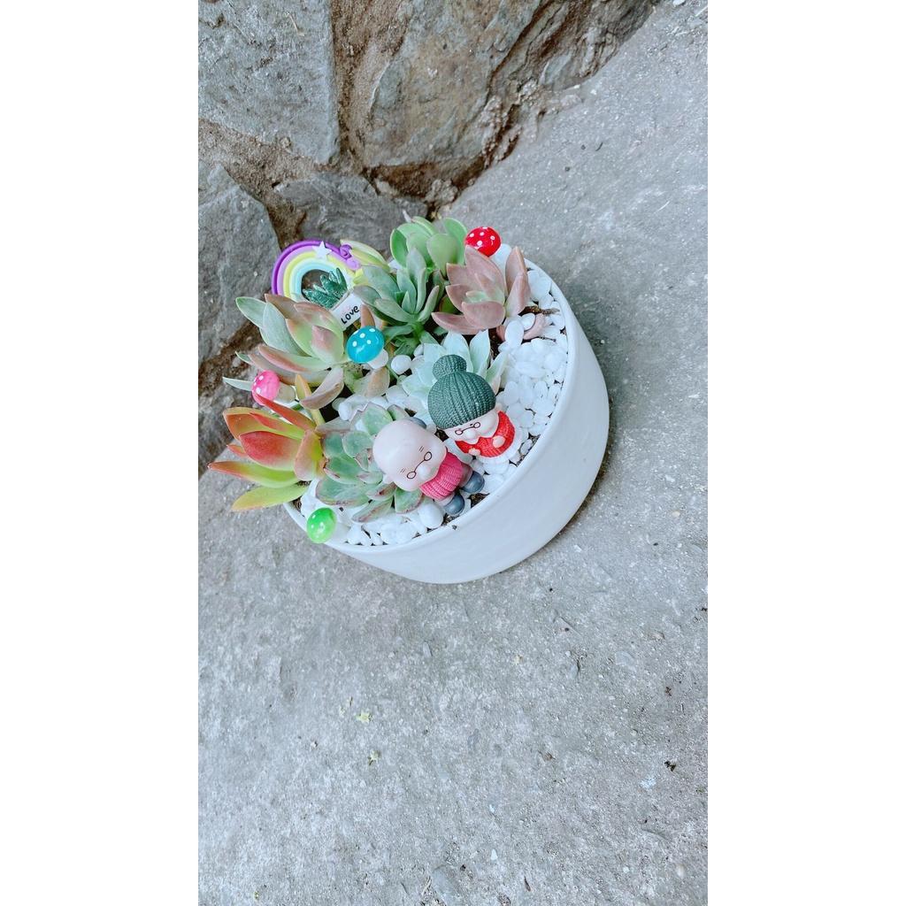 Chậu Cây Tiểu Cảnh mix đẹp