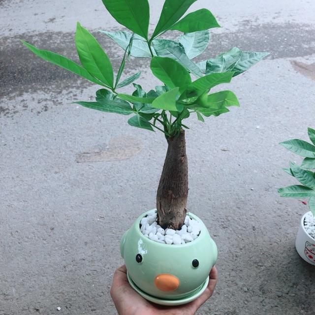 Chậu Kim Ngân 1 Thân