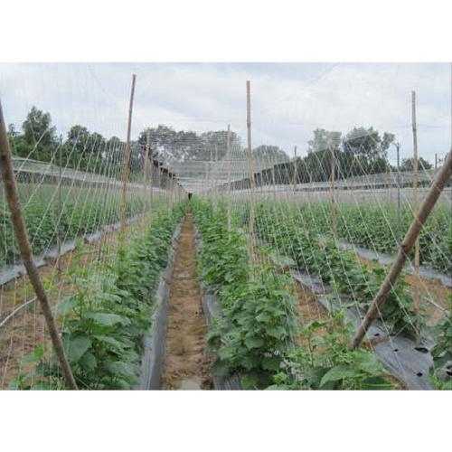 Lưới làm giàn leo sợi kép rộng 2m x 10m dài, sợi dai, bền, chắc, độ bền 5 năm