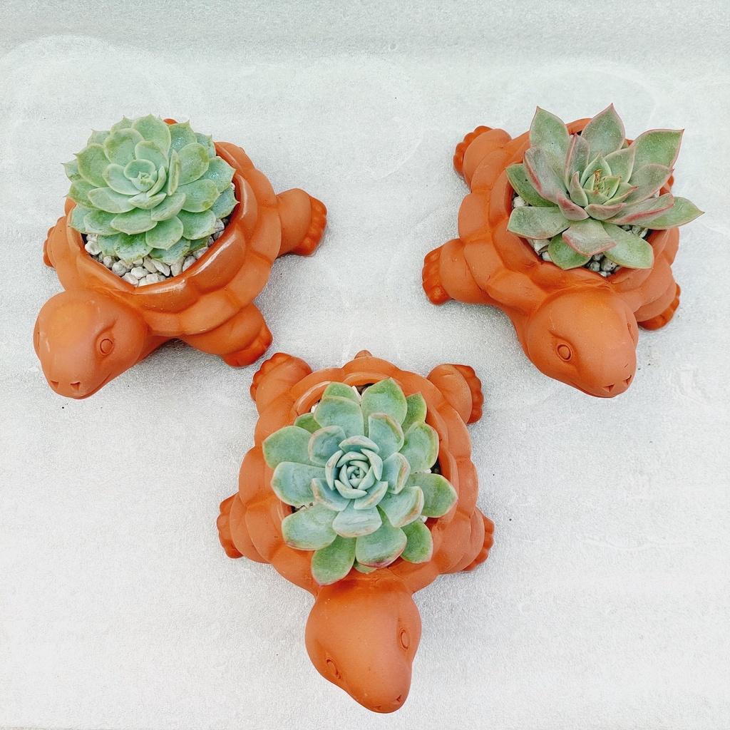 Chậu đất nung Bình Dương - Con rùa, miệng chậu 8cm, chiều cao 6cm