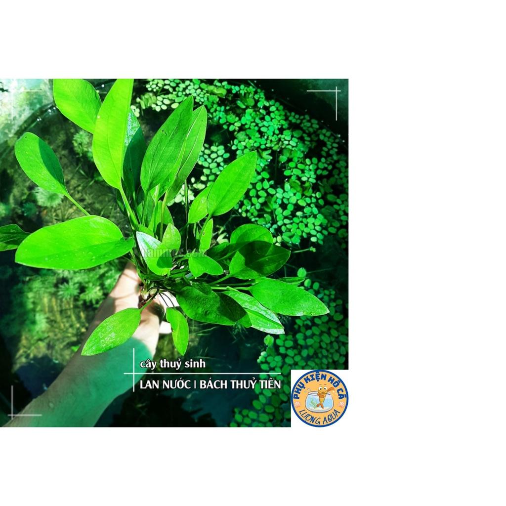 Cây thủy sinh Lan nước,bách thủy tiên,Không Co2, dễ trồng,phụ kiện trang trí hồ cá cảnh,thủy sinh, hòn non bộ,phần 1 cây