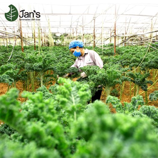 Bột cải kale Jan’s bao bì mới 20 gói tiện dụng