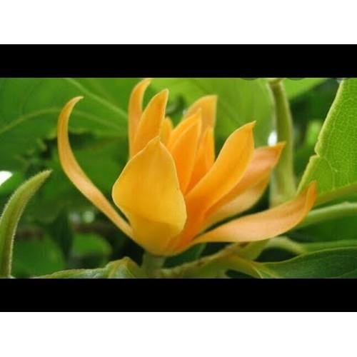 BẦU CÂY GIỐNG CÂY NGỌC LAN HOA VÀNG - CGCNLHV