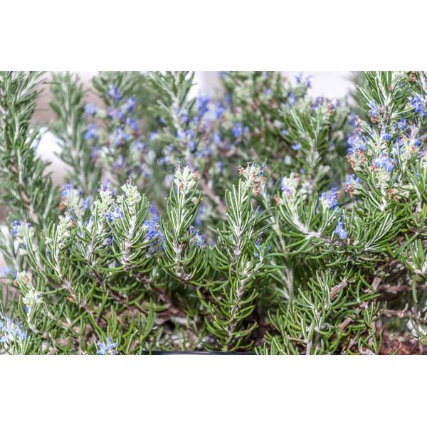 Hạt giống hoa Hương thảo dễ trồng Rosemary seeds