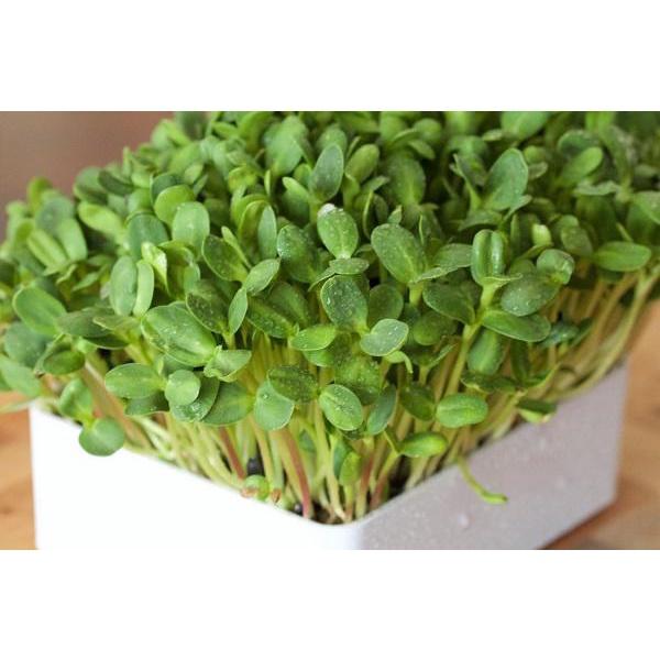 Hạt Giống Mầm Hướng Dương - 1Kg
