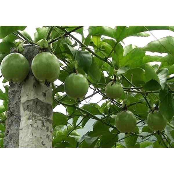 Hạt Giống Chanh Dây Rạng Đông 0.2gram
