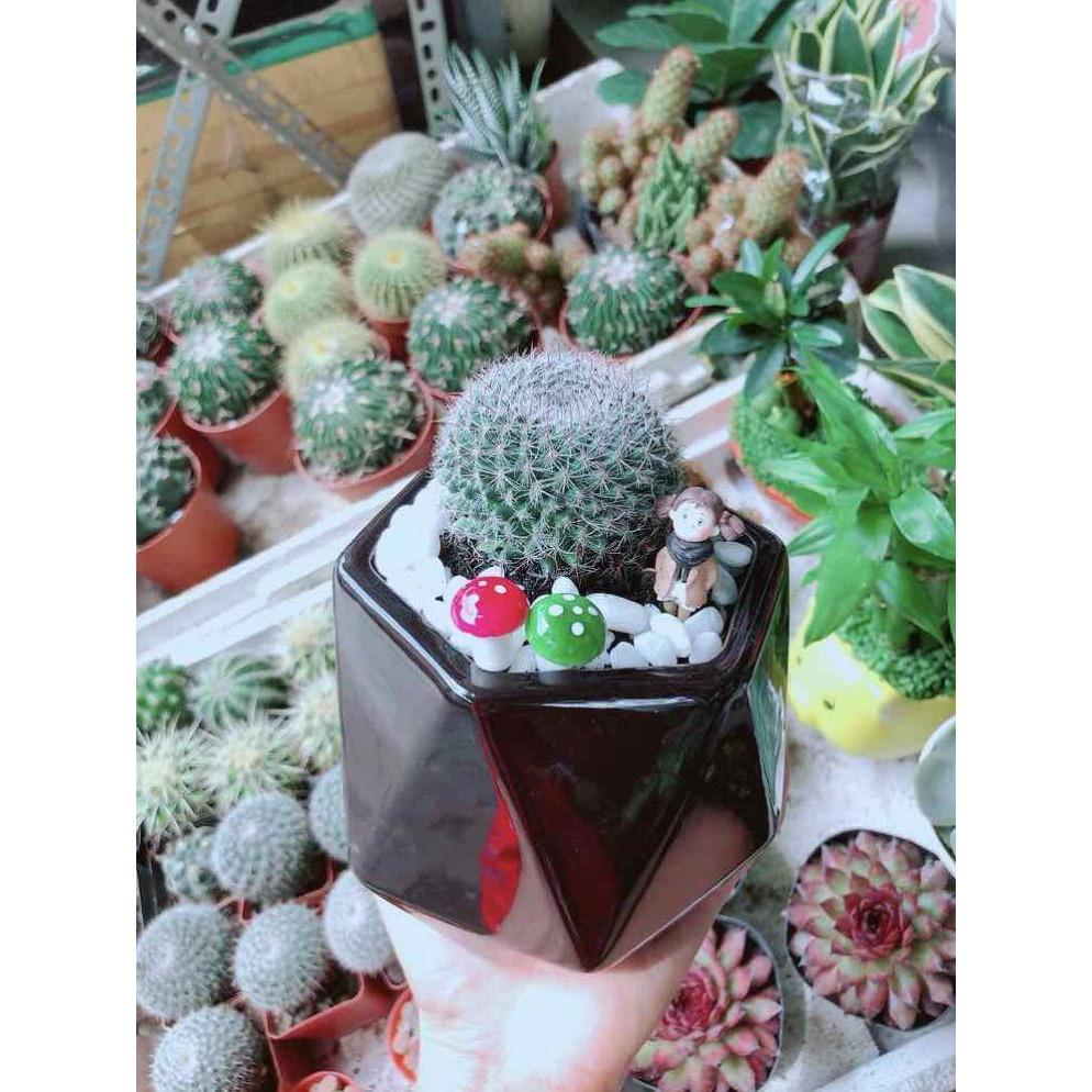 Chậu Xương Rồng Bán Chạy