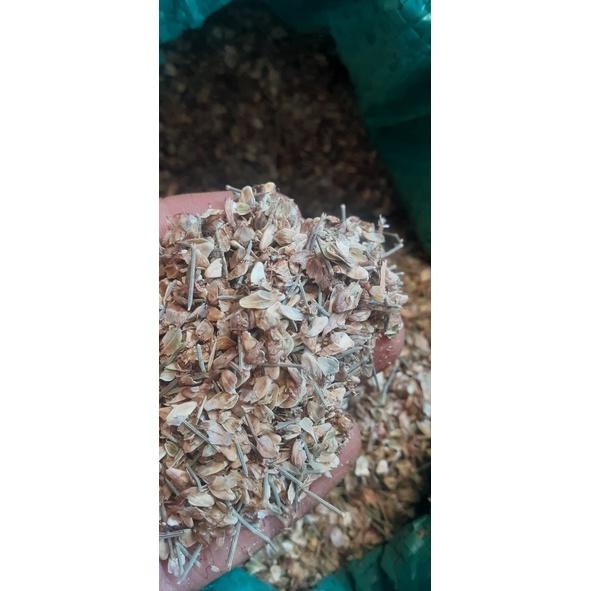 200 gram hạt giống cây phi lao