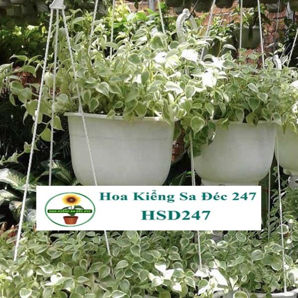 Cây trầu bà càng cua chậu treo - tặng phân bón-hoa kiểng lá - trang trí nội thất cảnh quan