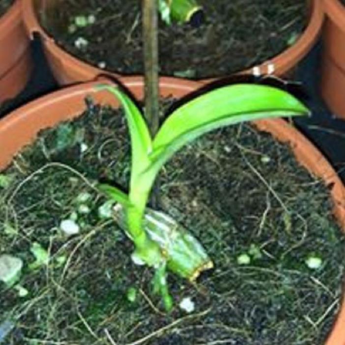 Hoa lan -5ct ngọc sơn cước