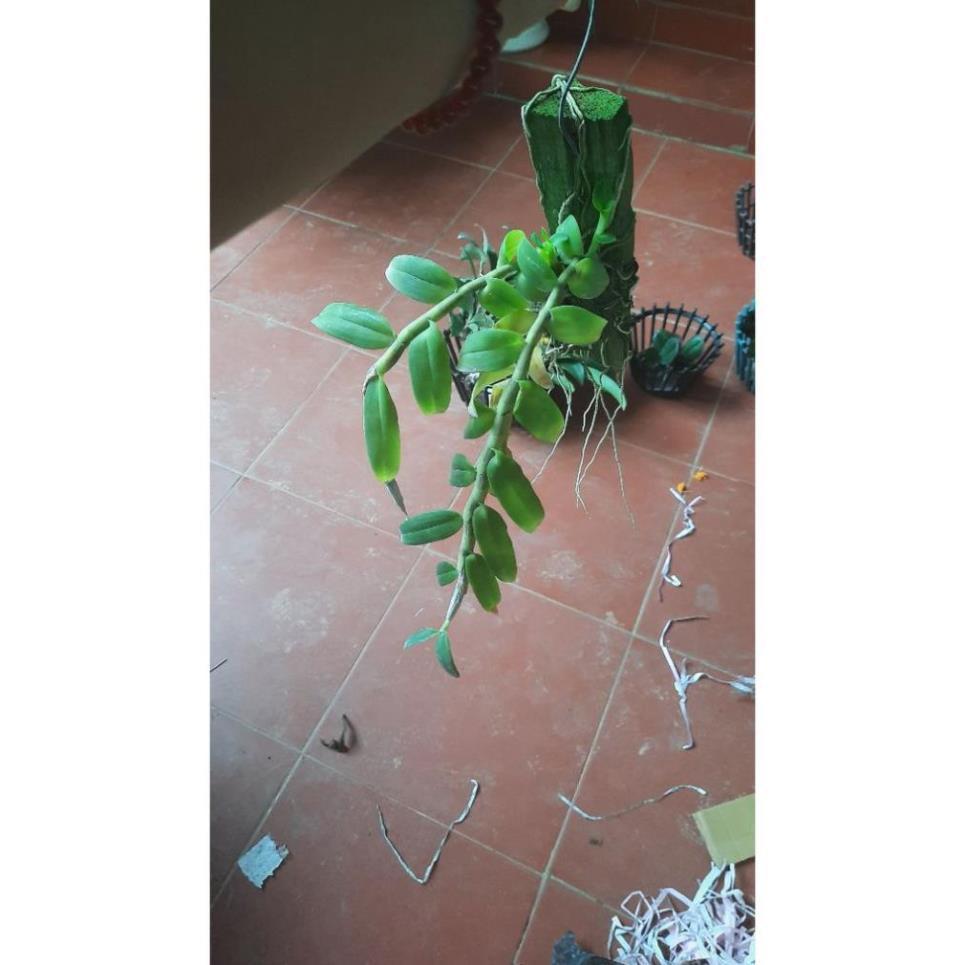 Hoa phong lan phi điệp tím thái+ 700g phân thỏ hữu cơ ki mập khỏe ấm chậu