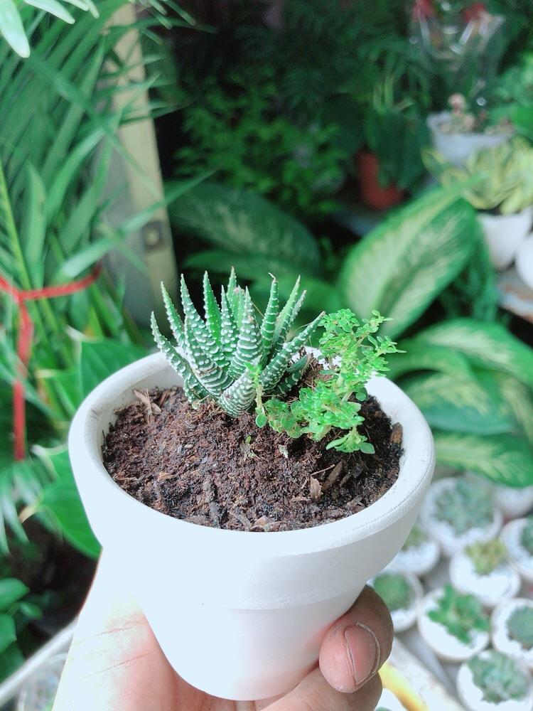 Chậu Cây Xương Rồng Mini