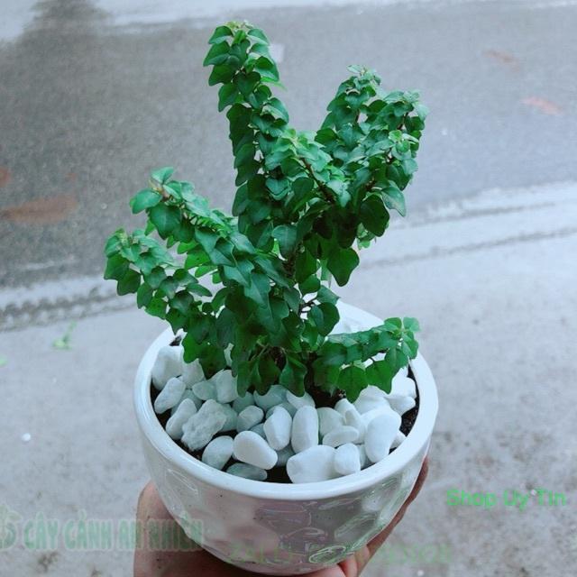 Chậu Cây Vân Sam