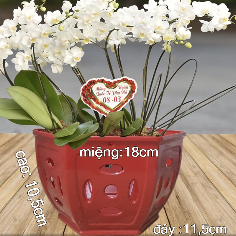 25 Chậu nhựa Đồng Tiền trồng lan cao cấp siêu bền đường kính 18x10.5x11.5cm-77582