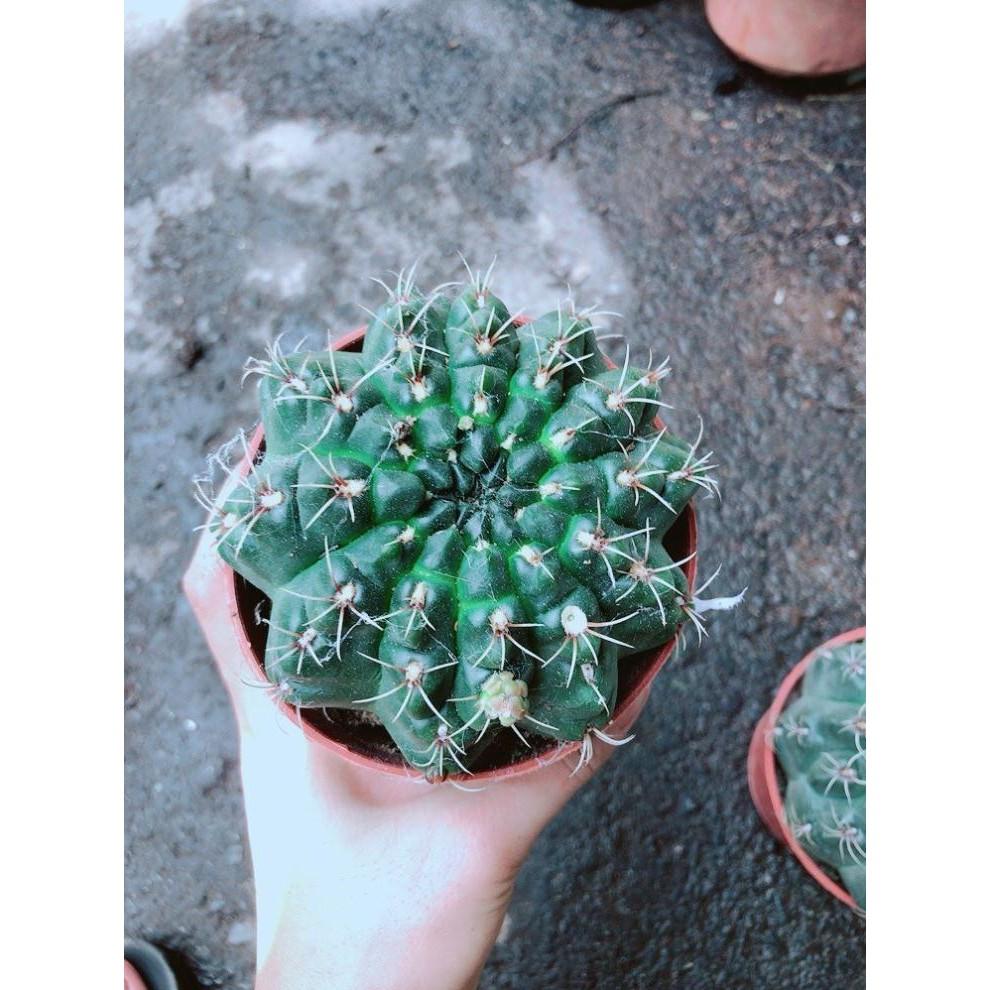 Chậu Xương Rồng Thần Long size đại Bán Chạy