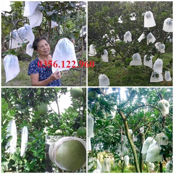 300 túi bọc trái cây Ánh Dương kích thước 30x30cm