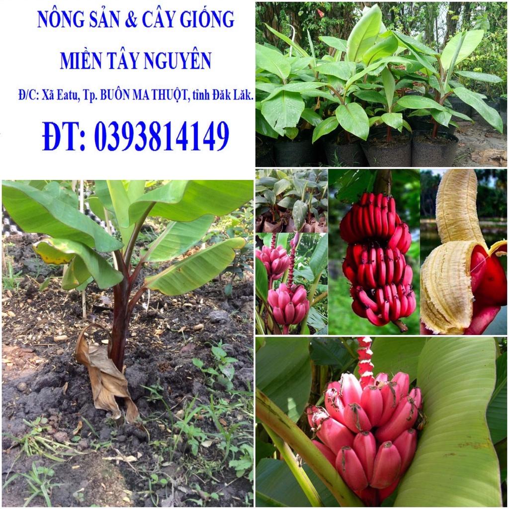 CÂY GIỐNG CHUỐI ĐỎ DACCA ĐẮC CA) SIÊU DINH DƯỠNG )