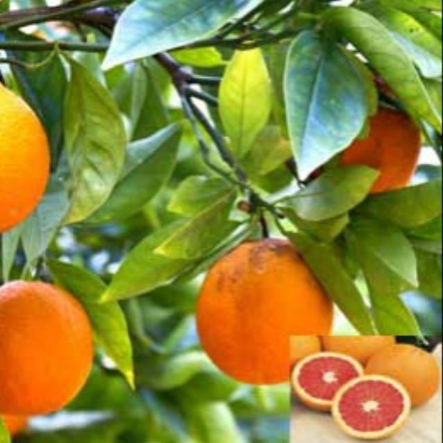 CÂY GIỐNG CAM CARA RUỘT ĐỎ KHÔNG HẠT