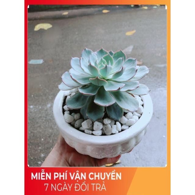 Chậu Sen Đá Hồng Phấn Size Đại