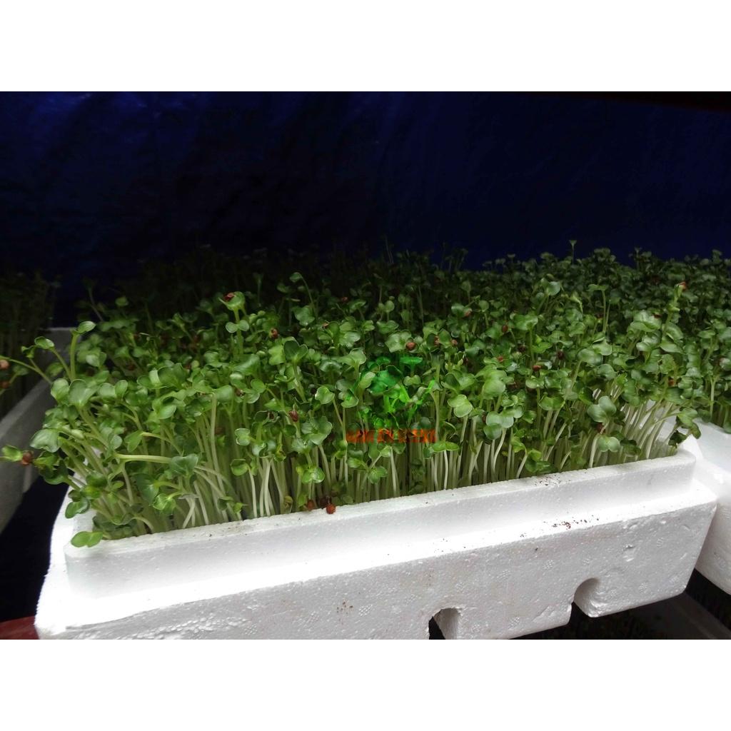 Hạt Giống Rau Mầm Củ Cải Trắng Thu Hoạch Sau 5-7ngày