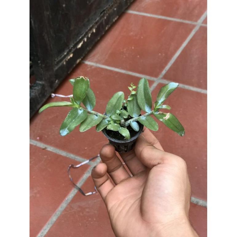 Nù tam bố cây giống siêu đẹp