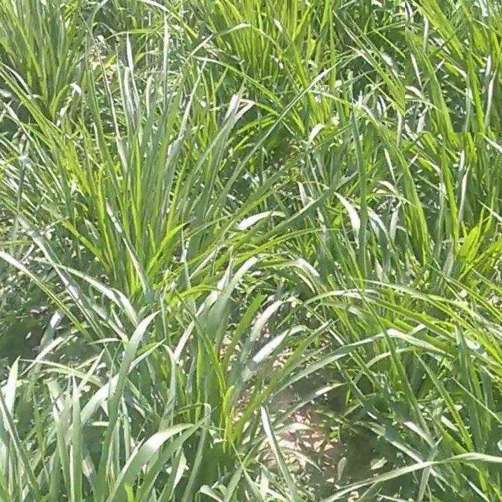 Hạt Giống Cỏ Chăn Nuôi Chịu Ngập Ubon Paspalum KNS3736 - Gói 50 GRAM