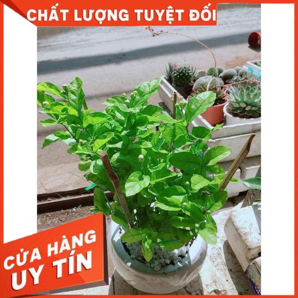 Chậu cây hoa nhài Nhiều Người Mua
