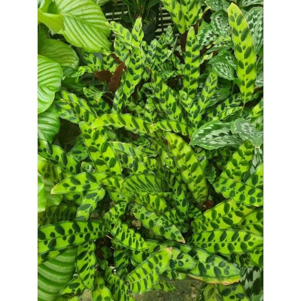 Chậu cây đuôi công phụng (Calathea lancifolia)