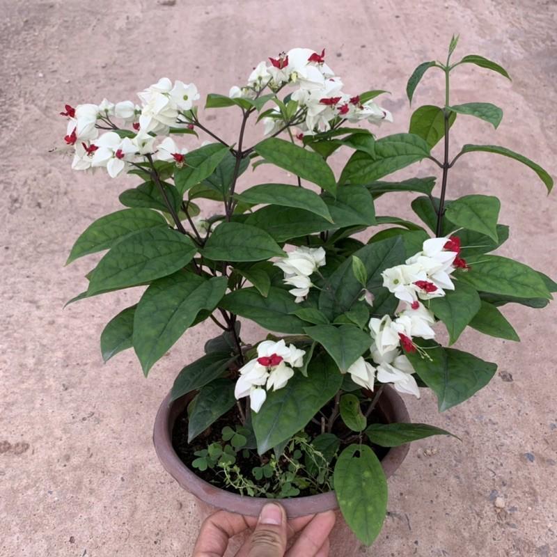 Cây ngọc nữ trồng chậu nhựa cao 25-30cm, cây hoa nở quanh năm, phát triển cực tốt, trồng trang trí sân vườn và ban công