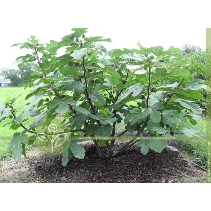 Hạt giống sung Mỹ 5 hạt/ gói