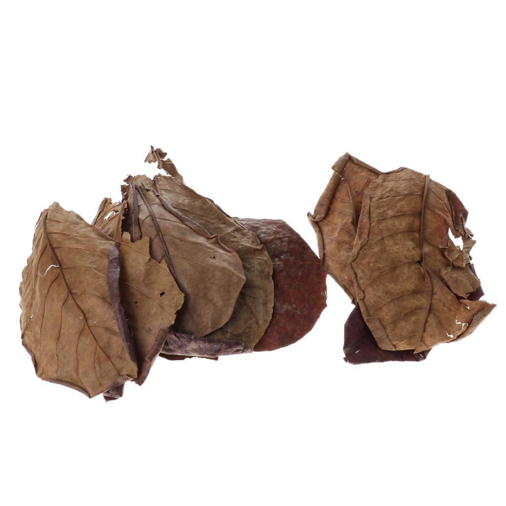 30x Premium Grade Catappa Indian Almond Leaves Perfect for Breeding & Hiding