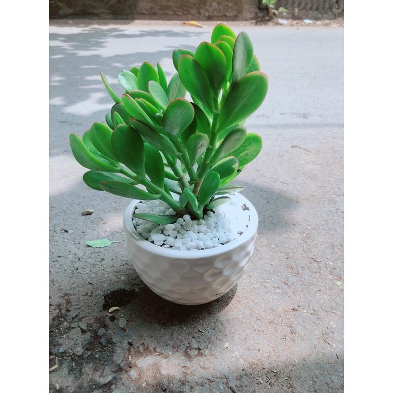 Chậu Cây Ngọc Bích