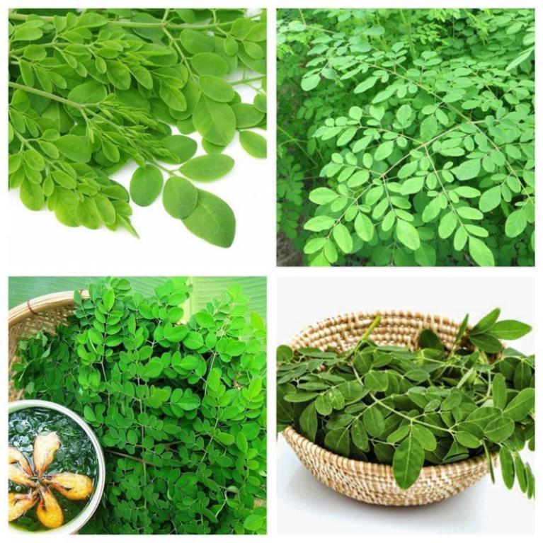 Cây giống chùm ngay, cây ăn lá giá trị dinh dưỡng cao