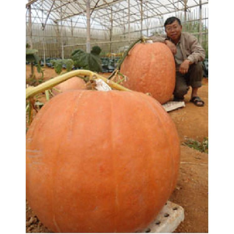 Hạt Giống Bí Ngô Khổng Lồ- Gói 5 Hạt