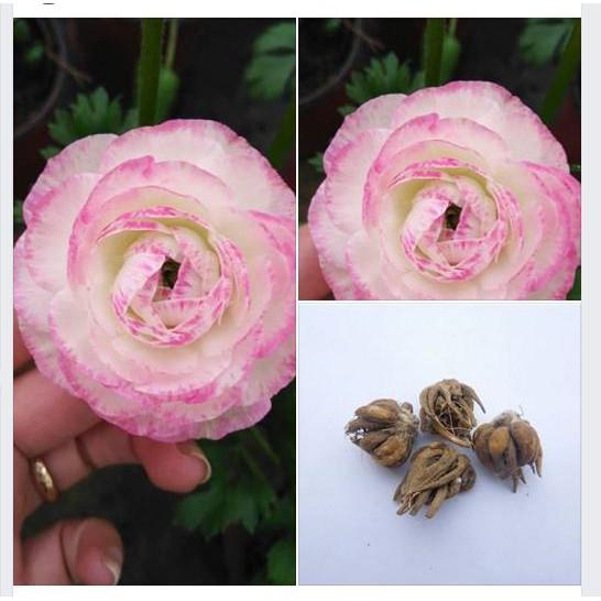 Củ hoa hồng mao lương màu hồng viền trắng