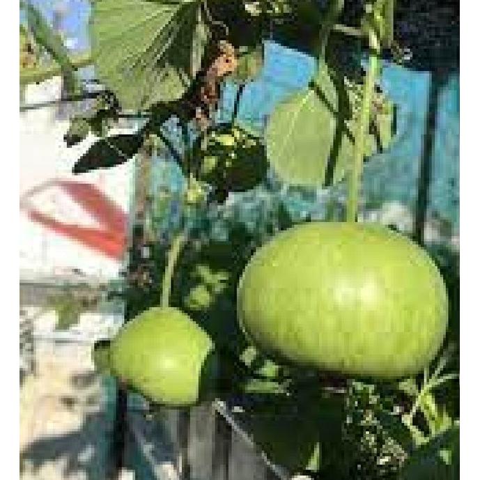 Hạt giống bầu quả tròn Thái lan-gói 10 hạt/tặng kèm gói phân bón lót