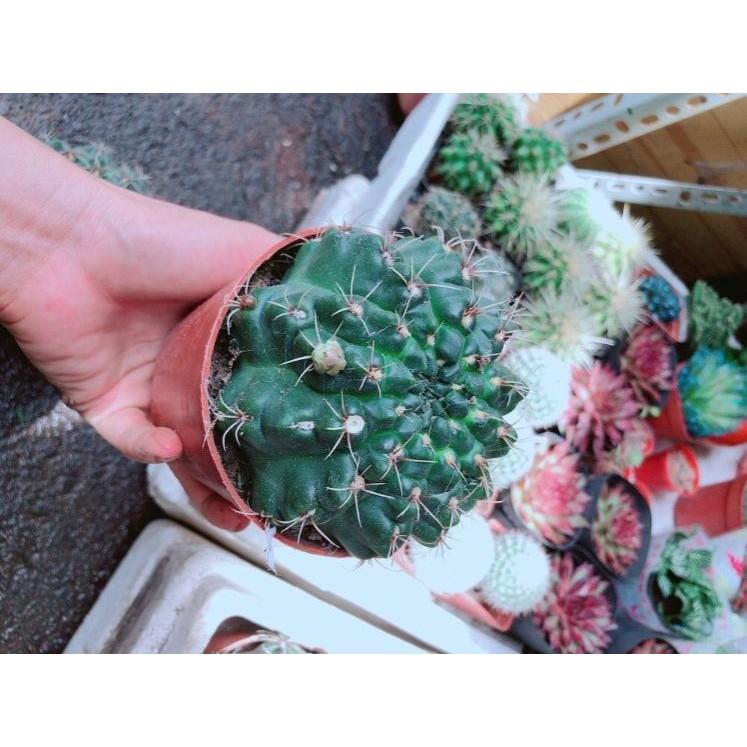 Chậu Xương Rồng Thần Long size đại Bán Chạy