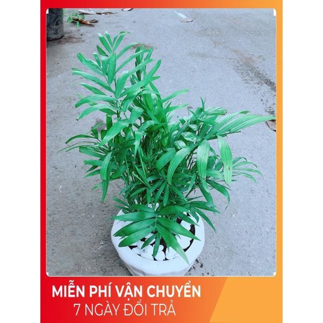 Chậu Cây Cau Tiểu Trâm