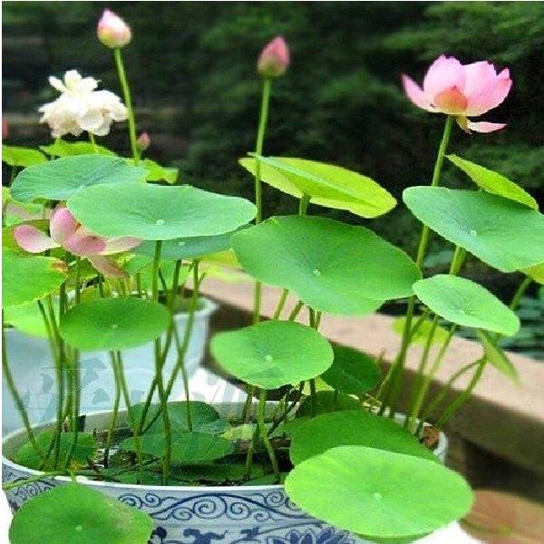 Hạt giống hoa sen mini nhiều màu RD 846