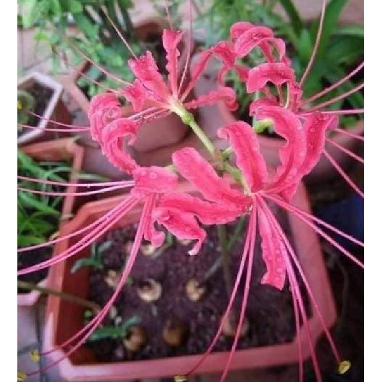 Củ giống hoa bỉ ngạn hồng