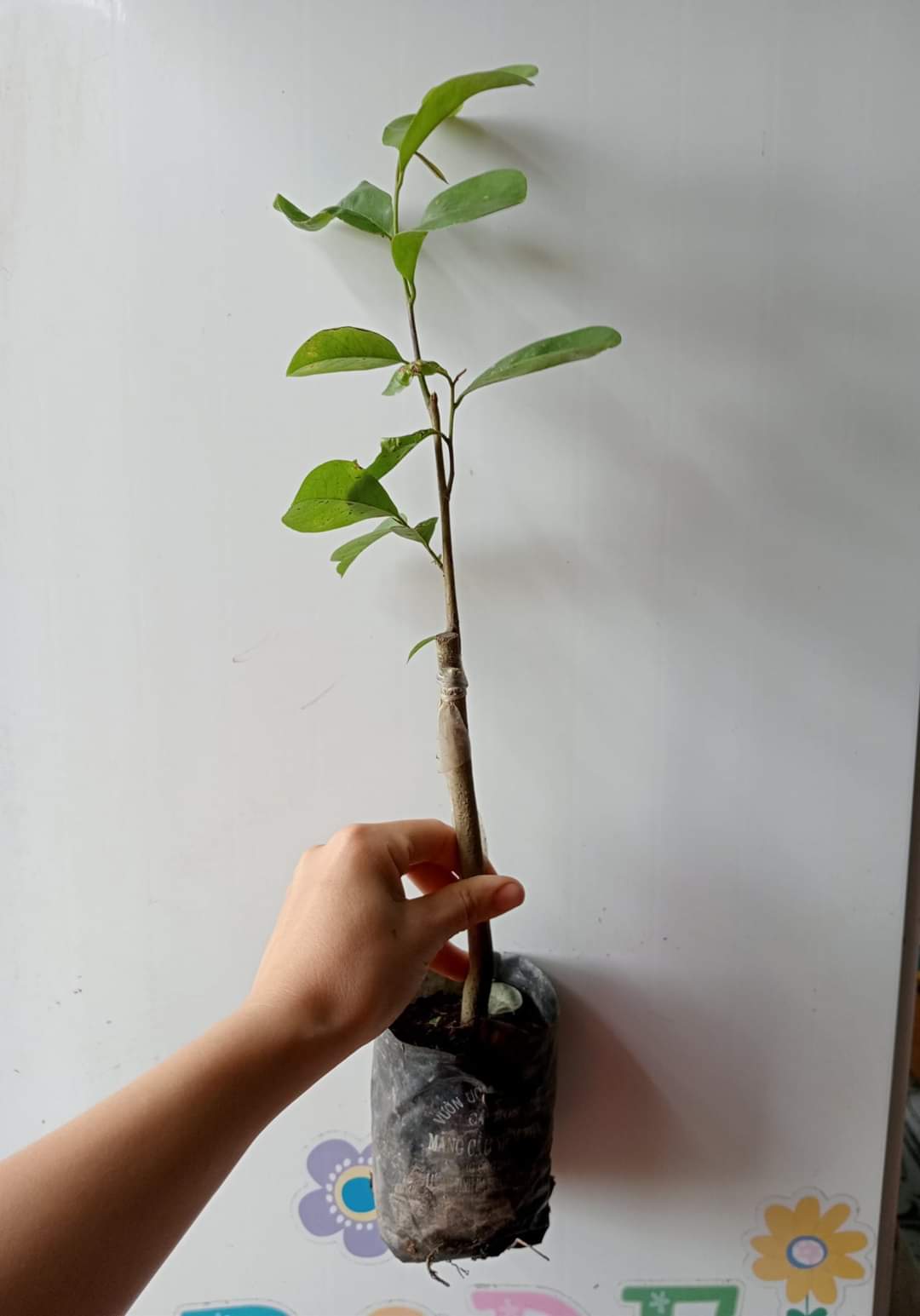 Cây giống mãng cầu xiêm cây ghép mắt nhanh cho trái