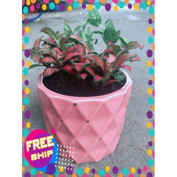 Chậu Cẩm Nhung Đỏ+Xanh