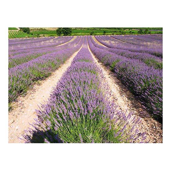 HG14 Gói 30 Hạt Giống Hoa Oải Hương Lavender