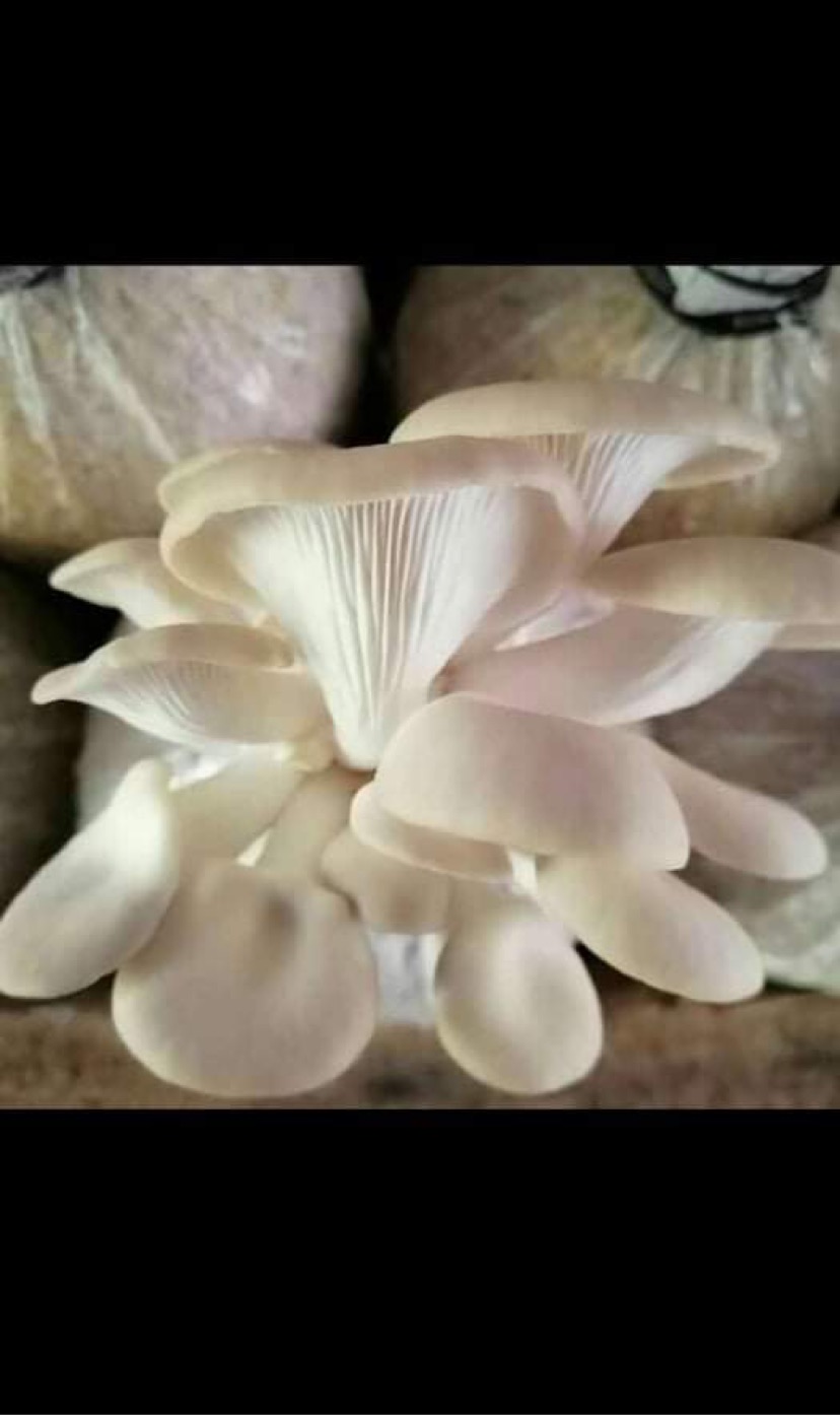 Combo 05 Phôi Nấm Sò Thái Trắng