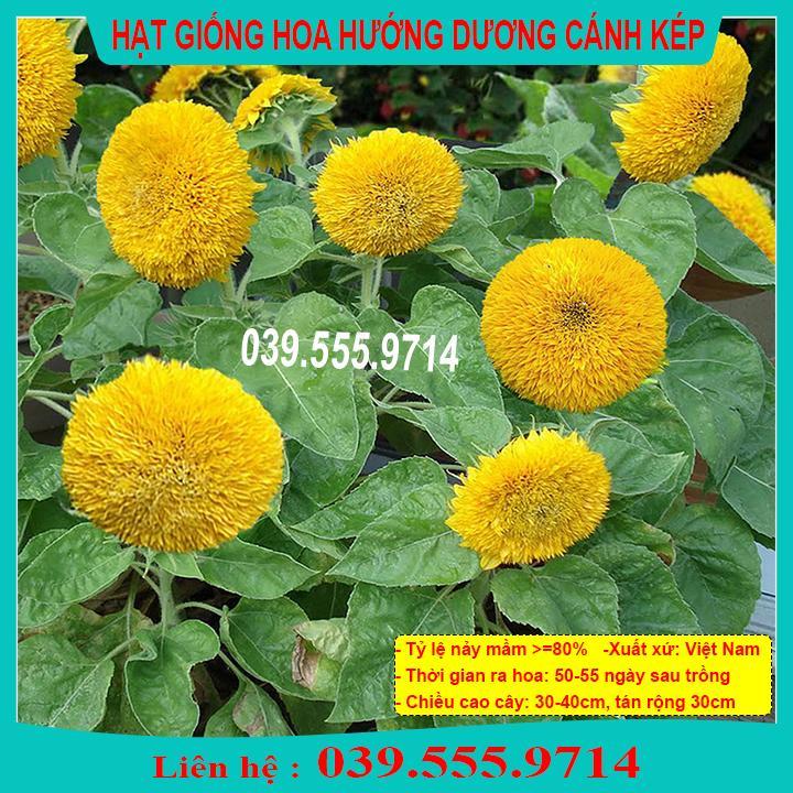HẠT GIỐNG HƯỚNG DƯƠNG KÉP GIỐNG CHUẨN, DỄ CHĂM