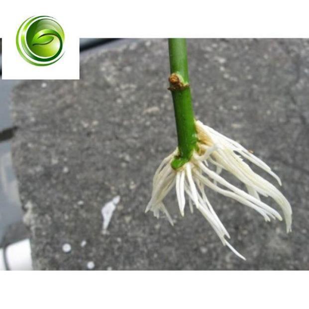 Thuốc kích thích ra rễ N3M lọ 100g cực mạnh